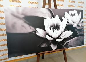 Tablou floare de lotus pe apă alb-negru
