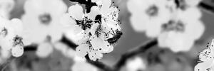 Tablou flori ai copacilor primăvara alb-negru