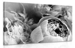 Tablou petale ale florilor alb-negru