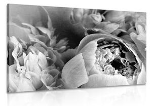 Tablou petale ale florilor alb-negru