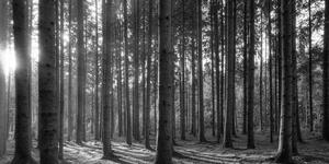 Tablou dimineața în pădure în design alb-negru