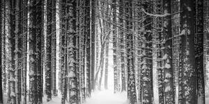 Tablou pădure învăluită cu zăpadă în design alb-negru