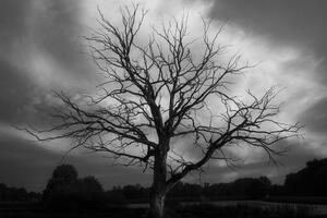 Tablou copac frumos într-o pajiște alb-negru