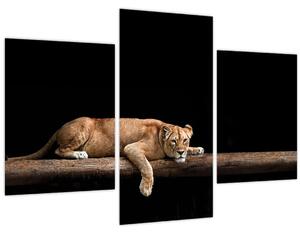 Tablou - Lioness (90x60 cm)