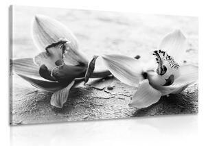 Tablou două flori colorate de orhidee în design alb-negru
