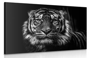 Tablou tigru în design alb-negru