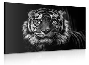 Tablou tigru în design alb-negru