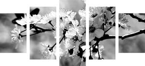Tablou 5-piese floare de cireș în design alb-negru