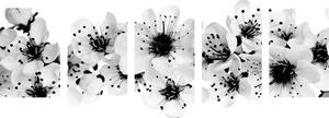 Tablou 5-piese flori de cireșe în design alb-negru