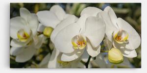 Tablou Canvas, 100x200cm, Dormitor si Living, Flori, Orhidee, Big Orchids In Nature