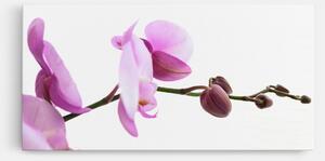 Tablou Canvas, 100x200cm, Dormitor si Living, Flori, Orhidee, Purple Orchid On White