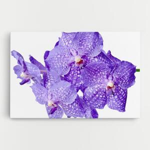 Tablou Canvas, 20x30cm, Dormitor si Living, Flori, Orhidee, Purple White Orchid