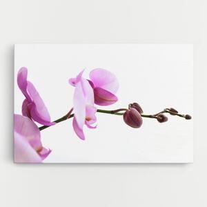 Tablou Canvas, 20x30cm, Dormitor si Living, Flori, Orhidee, Purple Orchid On White
