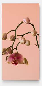 Tablou Canvas, 100x200cm, Dormitor si Living, Flori, Orhidee, Orchids On Pink