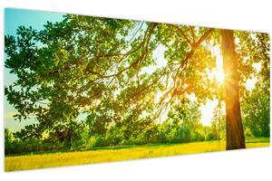 Tablou - Pădurea însorită (120x50 cm)