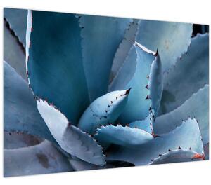 Tablou - Agave (90x60 cm)