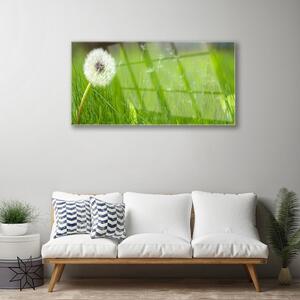 Tablou pe sticla Pusteblume Iarbă Floral Alb Verde