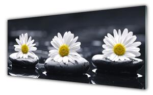 Tablou pe sticla Daisy pietre Floral Galben Alb Negru