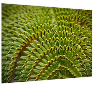 Tablou - Fern (70x50 cm)