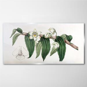 Tablou sticla Orhidee de ramură pentru desen de flori
