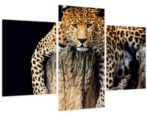 Tablou - Ghepard (90x60 cm)