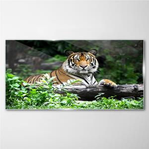 Tablou din sticla Forest Animal Cat Tiger