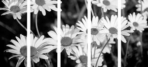 Tablou 5-piese margarete în grădină în design alb-negru