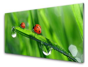 Panou sticla bucatarie Ladybird Beetle Floral Verde Roșu Negru
