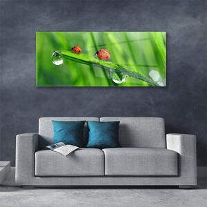 Tablou pe sticla Ladybird Beetle Floral Verde Roșu Negru