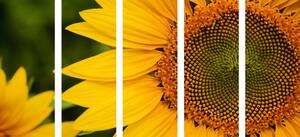 Tablou 5-piese floarea-soarelui galbenă