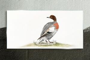 Tablou sticla Desenând rață de pasăre animală
