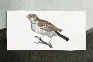 Tablou sticla Desenând ramura păsărilor de animale