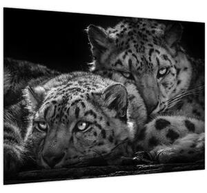 Tablou - Gheparzi care se odihnesc (70x50 cm)