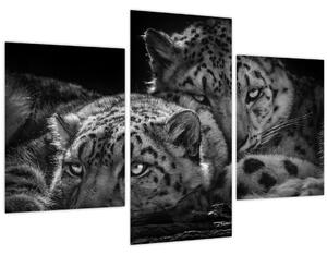 Tablou - Gheparzi care se odihnesc (90x60 cm)