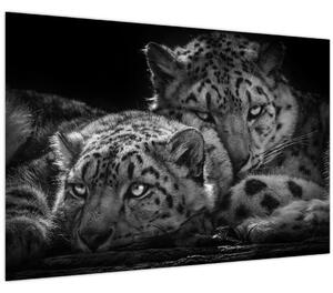 Tablou - Gheparzi care se odihnesc (90x60 cm)