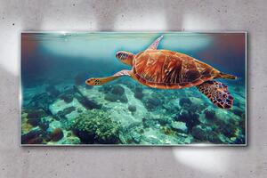 Tablou sticla apă de broască țestoasă pentru animale de mare