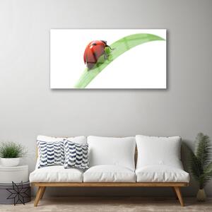 Tablou pe sticla Ladybird Beetle Natura Verde Roșu Negru