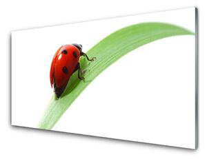 Panou sticla bucatarie Ladybird Beetle Natura Verde Roșu Negru