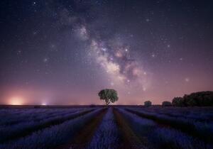 Fotografie de artă Lavender fields nightshot, joanaduenas, (40 x 26.7 cm)