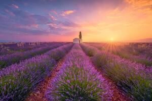 Ilustrație France, Alpes-de-Haute-Provence, Valensole, lavender field at, Westend61, (40 x 26.7 cm)