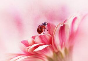 Ilustrație Ladybird on Gerbera, Ellen van Deelen, (40 x 26.7 cm)