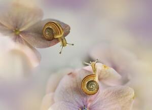 Fotografie de artă Little snails, Ellen van Deelen, (40 x 30 cm)