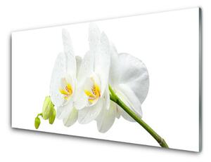 Panou sticla bucatarie Flori Floral alb