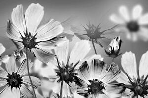 Tablou flori de vară în design alb-negru