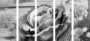 Tablou 5-piese trandafir vintage elegant în design alb-negru