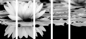 Tablou 5-piese floare de lotus în design alb-negru