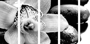Tablou 5-piese orhidee exotică în design alb-negru