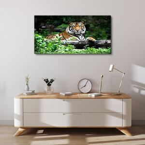 Tablou canvas animal de pădure pisică tigru