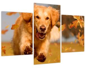 Tablou - Golden Retriever (90x60 cm)