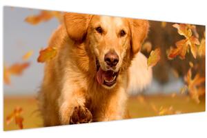 Tablou - Golden Retriever (120x50 cm)